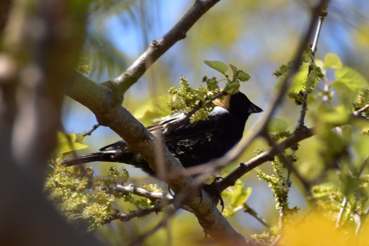 Bobolink - ML232932691