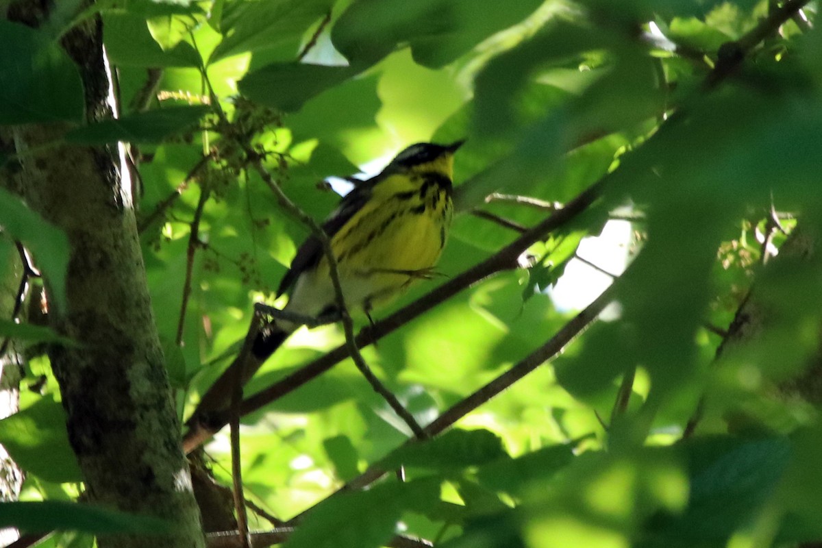Magnolia Warbler - ML232933501