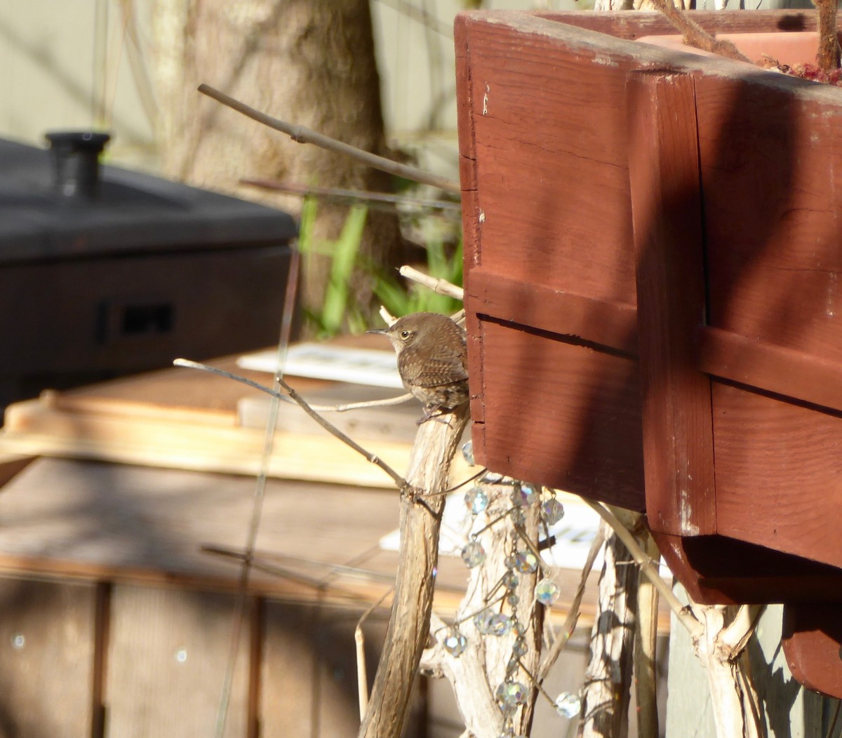 House Wren - ML232933801