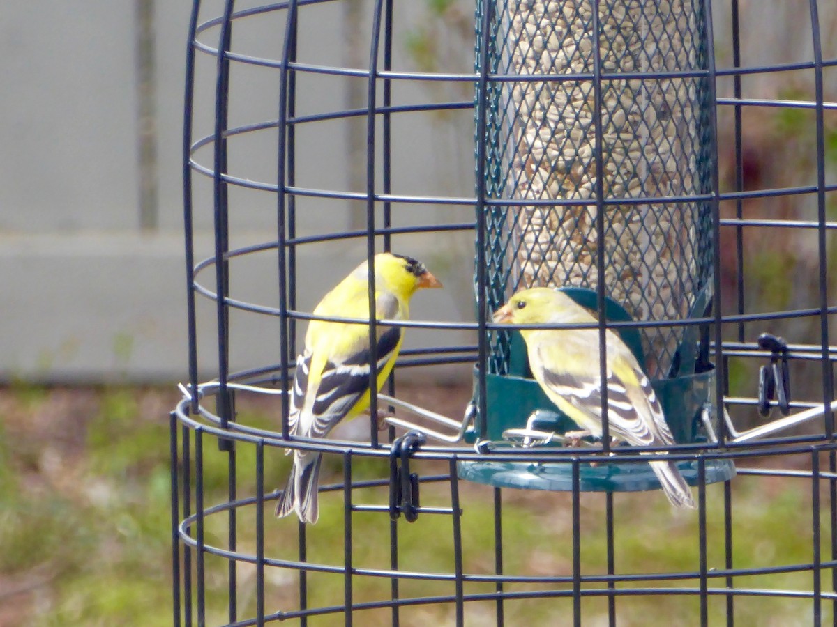 American Goldfinch - ML232934061