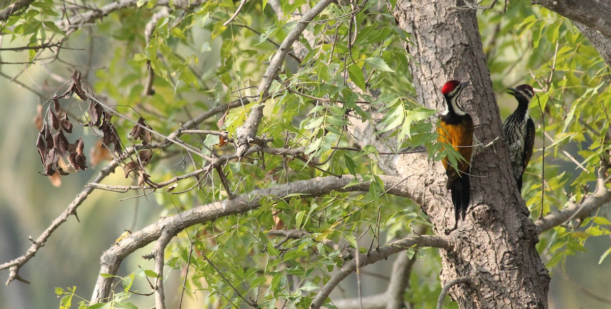 Black-rumped Flameback - Shanmugam Kalidass