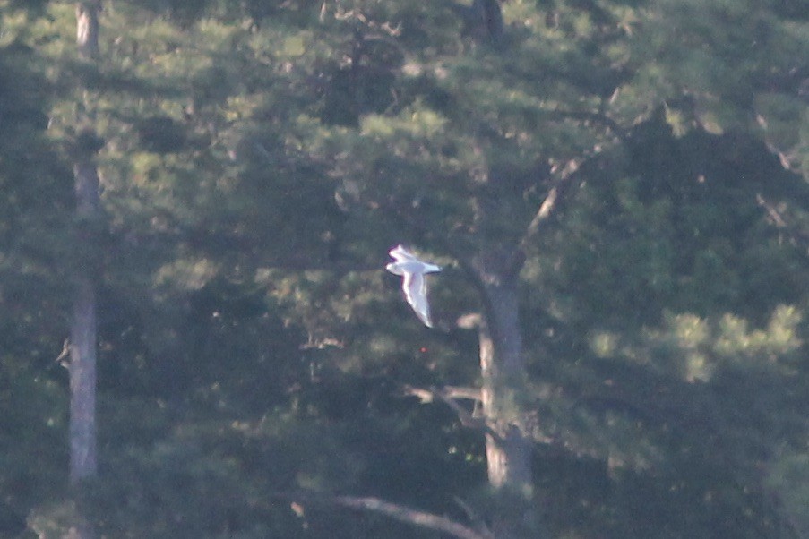 Mouette de Bonaparte - ML232934941