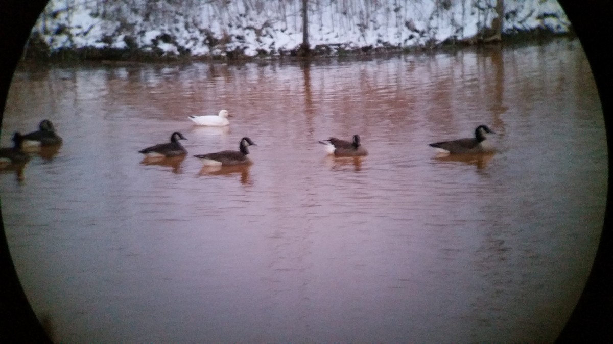 Snow Goose - ML23293531