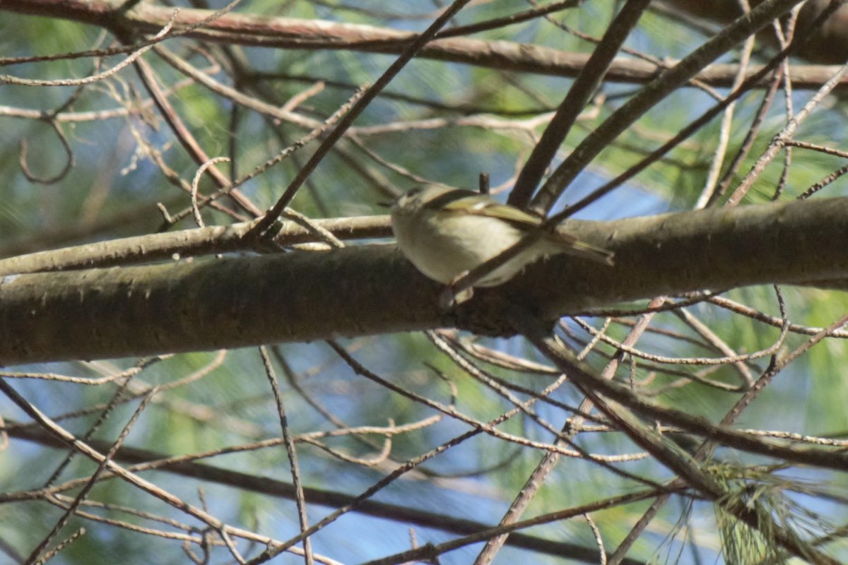 Ruby-crowned Kinglet - ML232938241