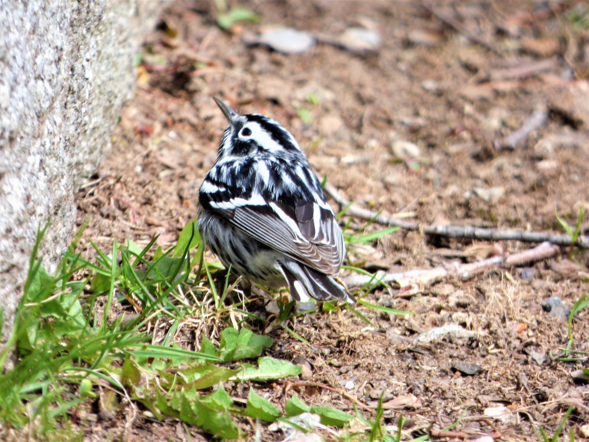 Black-and-white Warbler - ML232940451