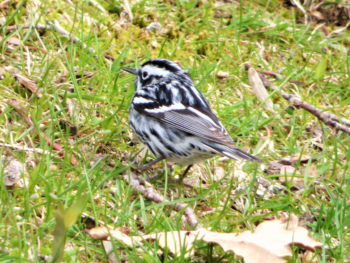 Black-and-white Warbler - ML232940981