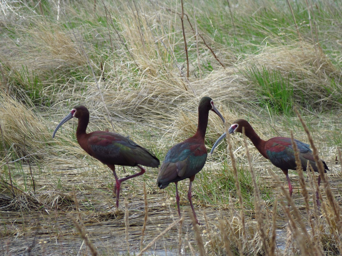 White-faced Ibis - Ken Orich