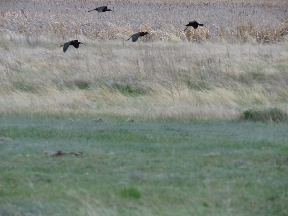 White-faced Ibis - Ken Orich