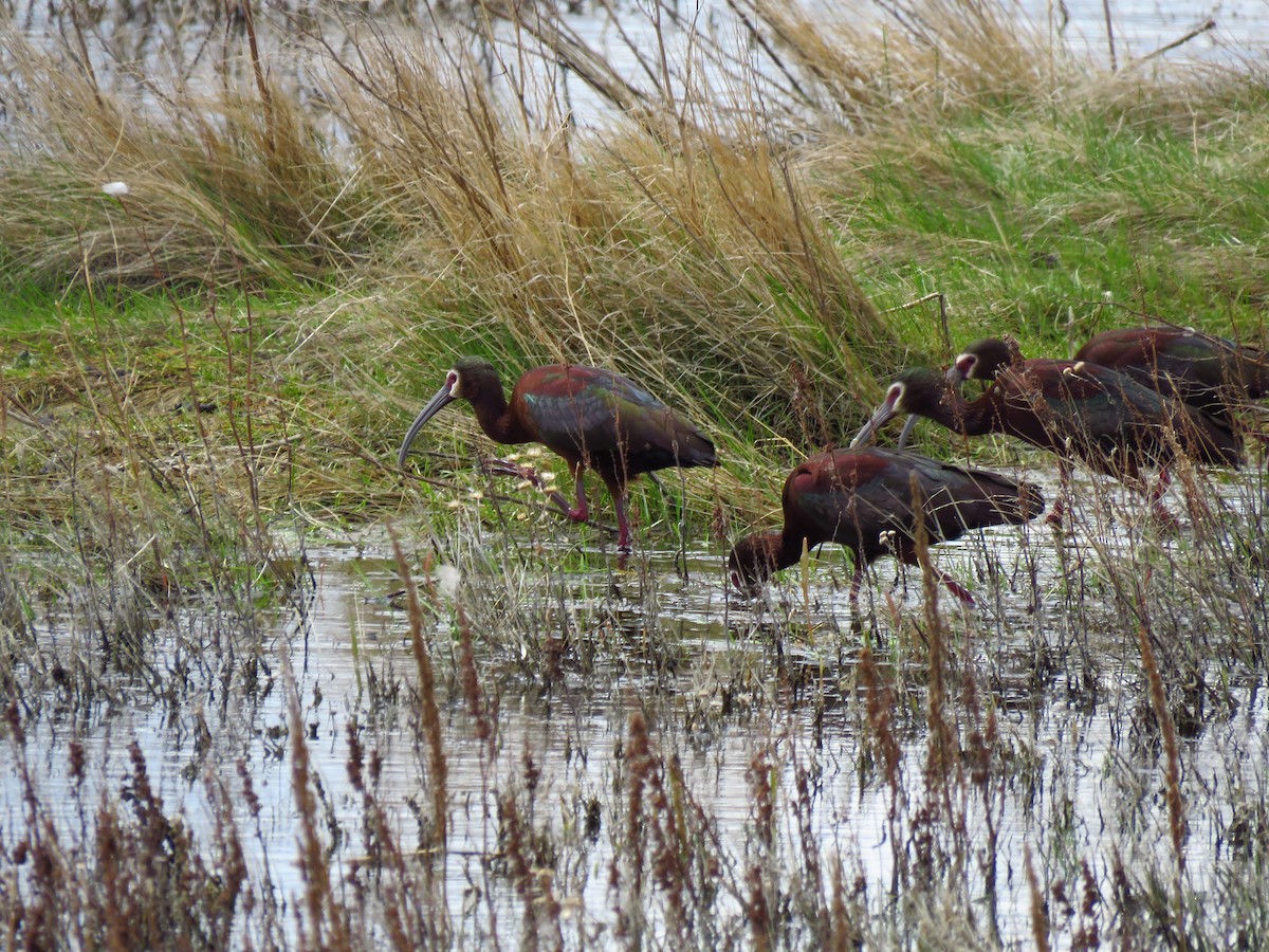 White-faced Ibis - Ken Orich