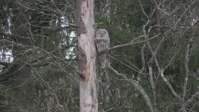 Ural Owl - ML232942101