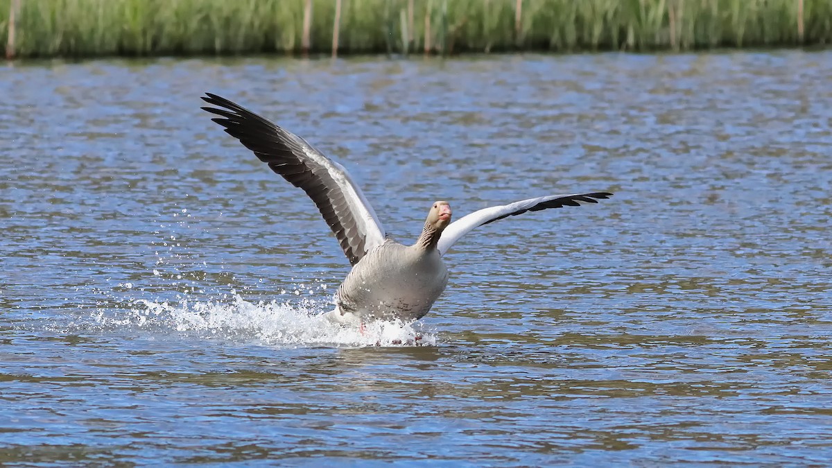 Graylag Goose - Zhiwen Liu