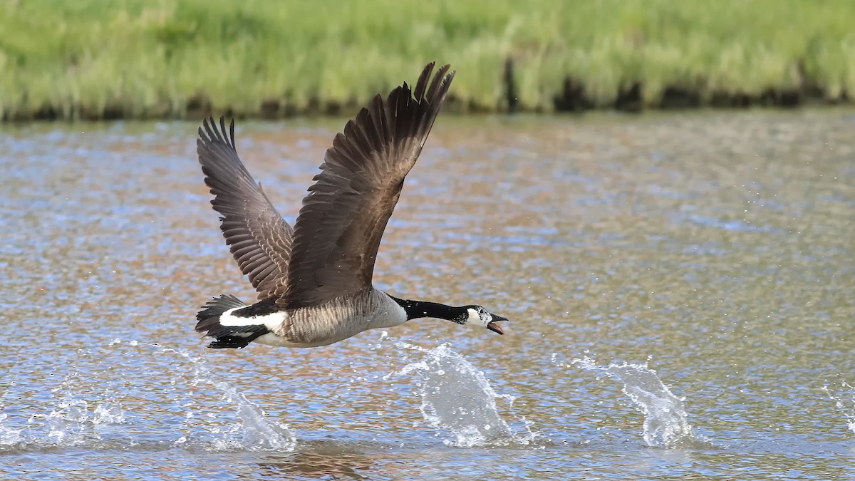 Canada Goose - ML232942731