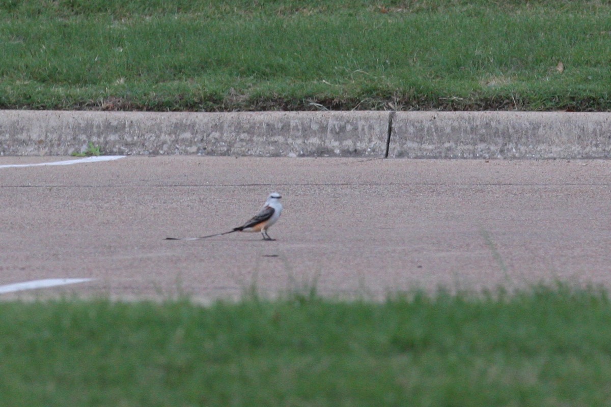 Scissor-tailed Flycatcher - ML232942761