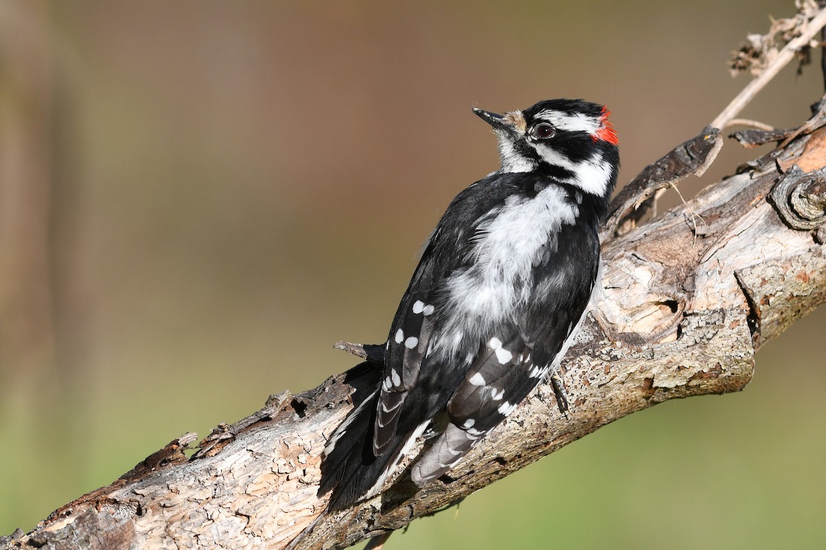 Downy Woodpecker - David M. Bell
