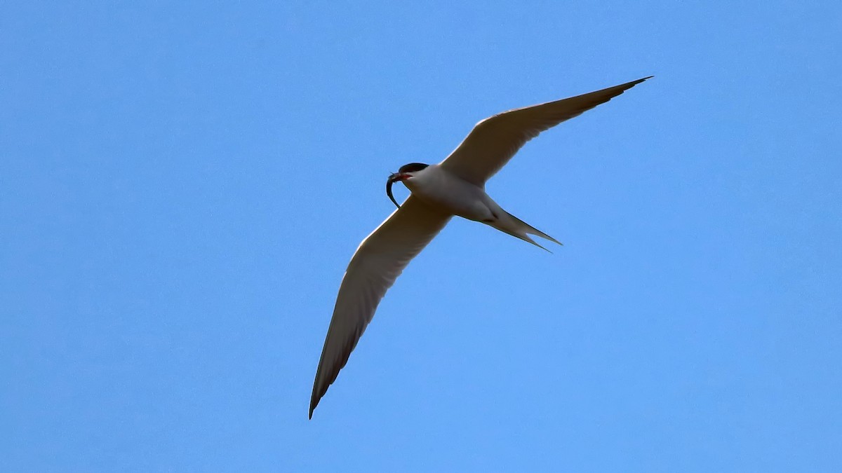 Arctic Tern - ML232943121