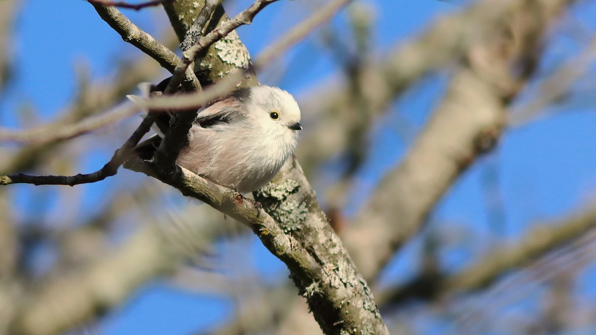 Long-tailed Tit - ML232943441