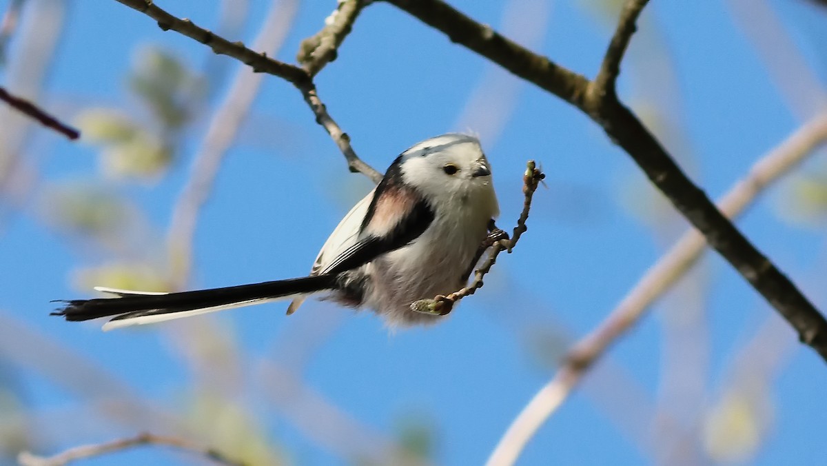 Long-tailed Tit - ML232943451