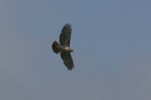 Red-tailed Hawk - ML232943481