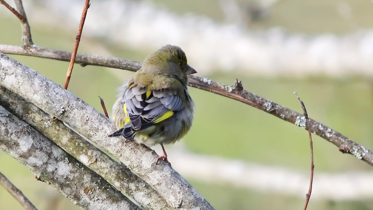 European Greenfinch - ML232943711