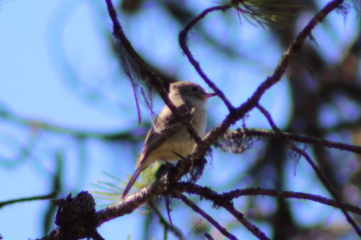 Gray Flycatcher - ML232944011