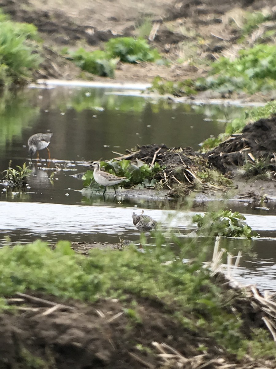 Wilson's Phalarope - ML232946861