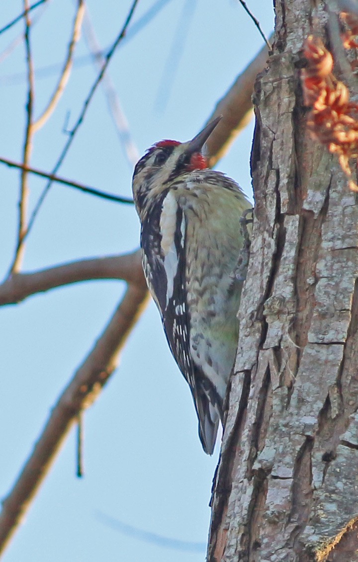 Yellow-bellied Sapsucker - ML23294691