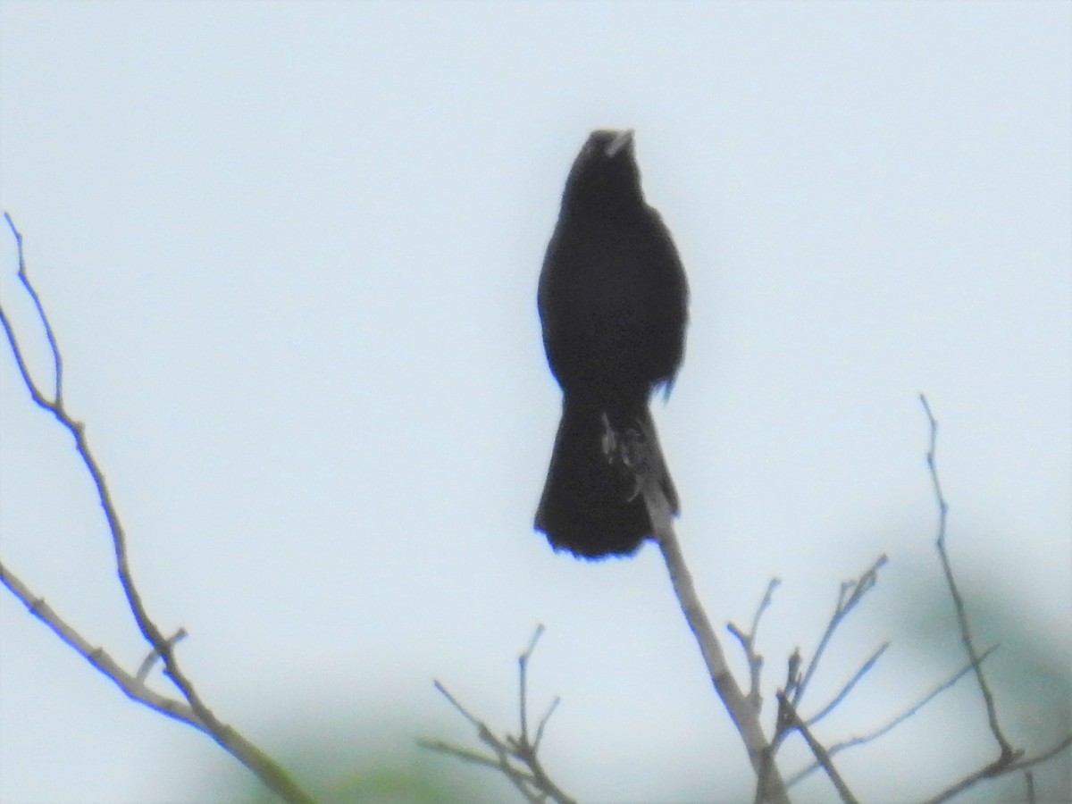 Melodious Blackbird - ML232947751
