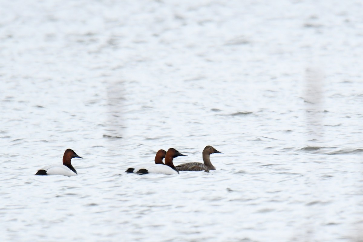 Canvasback - Jonathan Gagnon