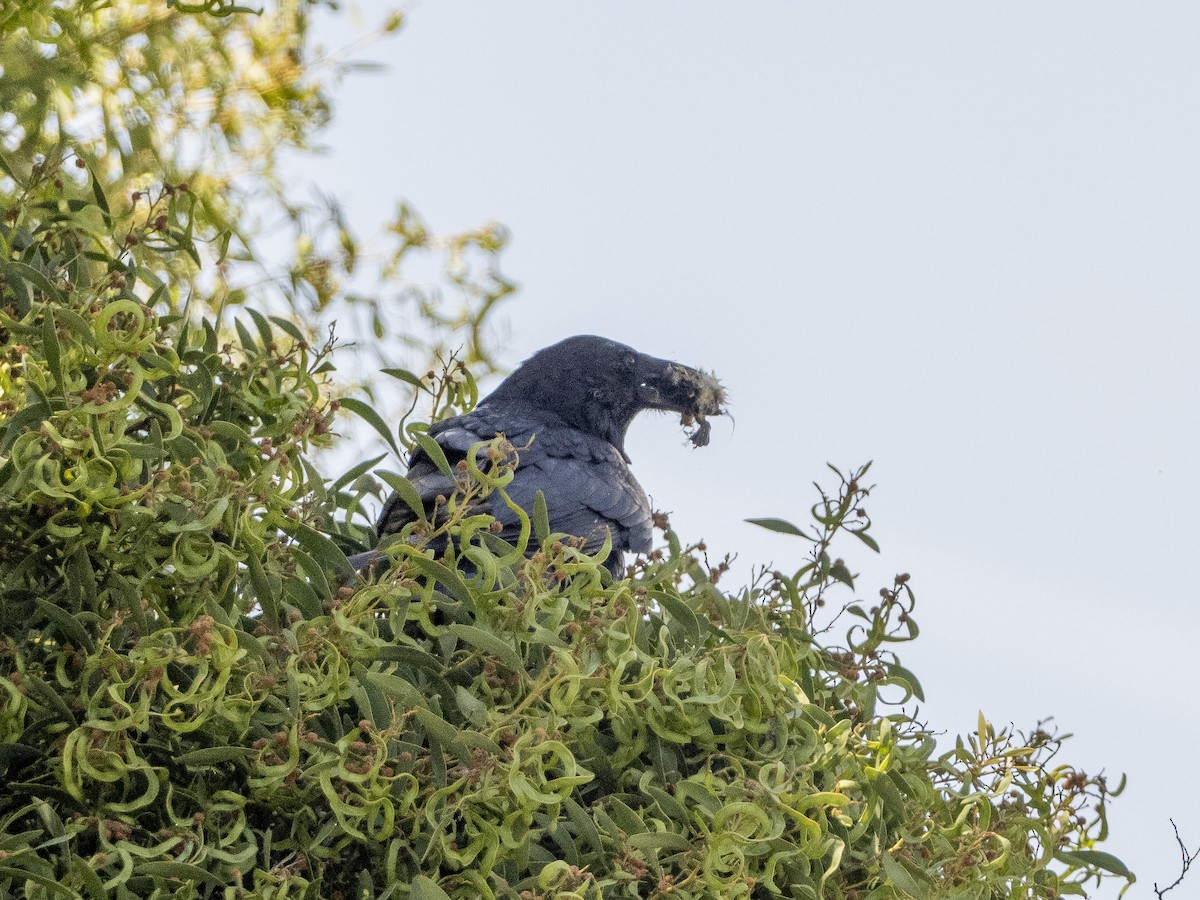 Common Raven - Steven Hunter