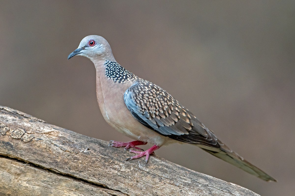 Spotted Dove - Aseem Kothiala