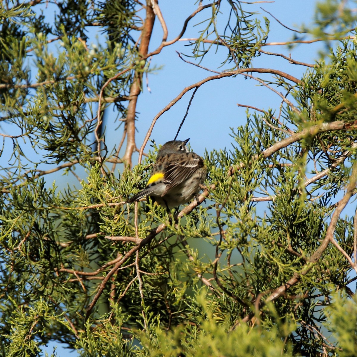 Yellow-rumped Warbler - ML232949361