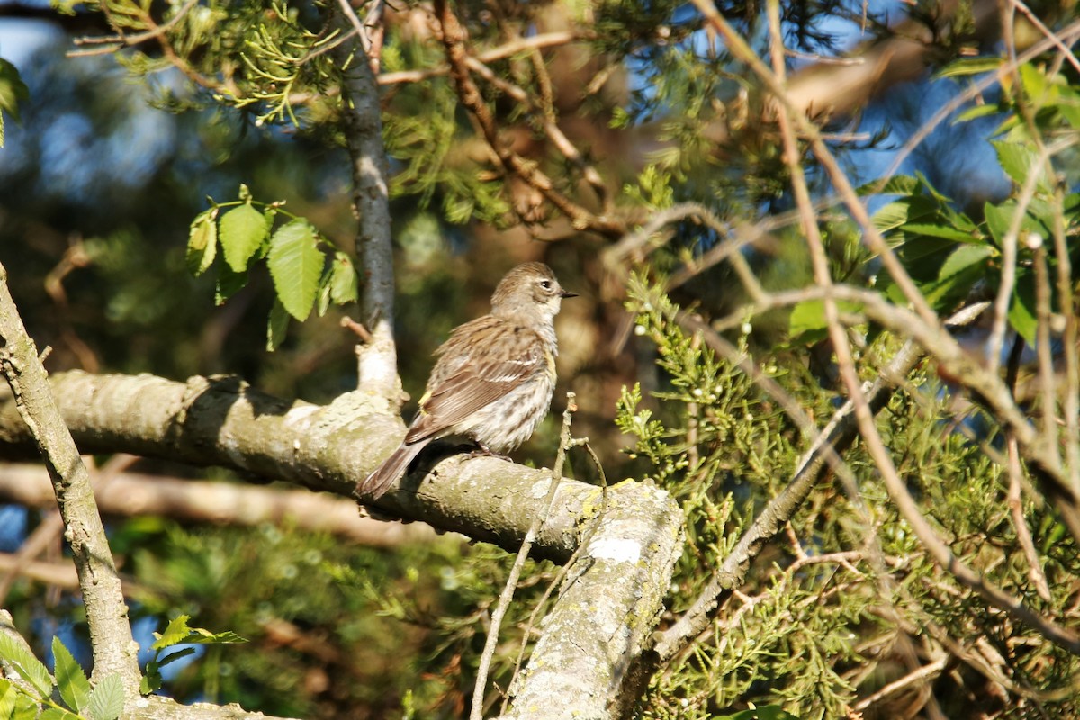 Yellow-rumped Warbler - ML232949371