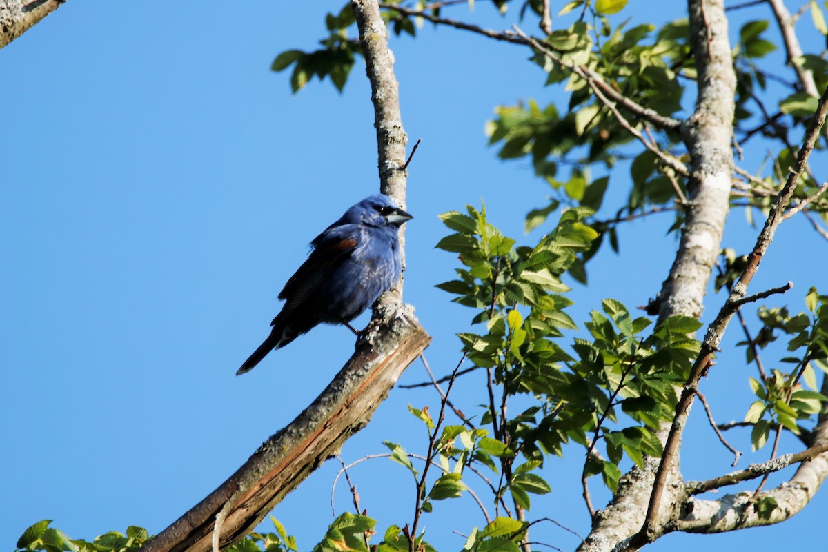 Blue Grosbeak - ML232950391
