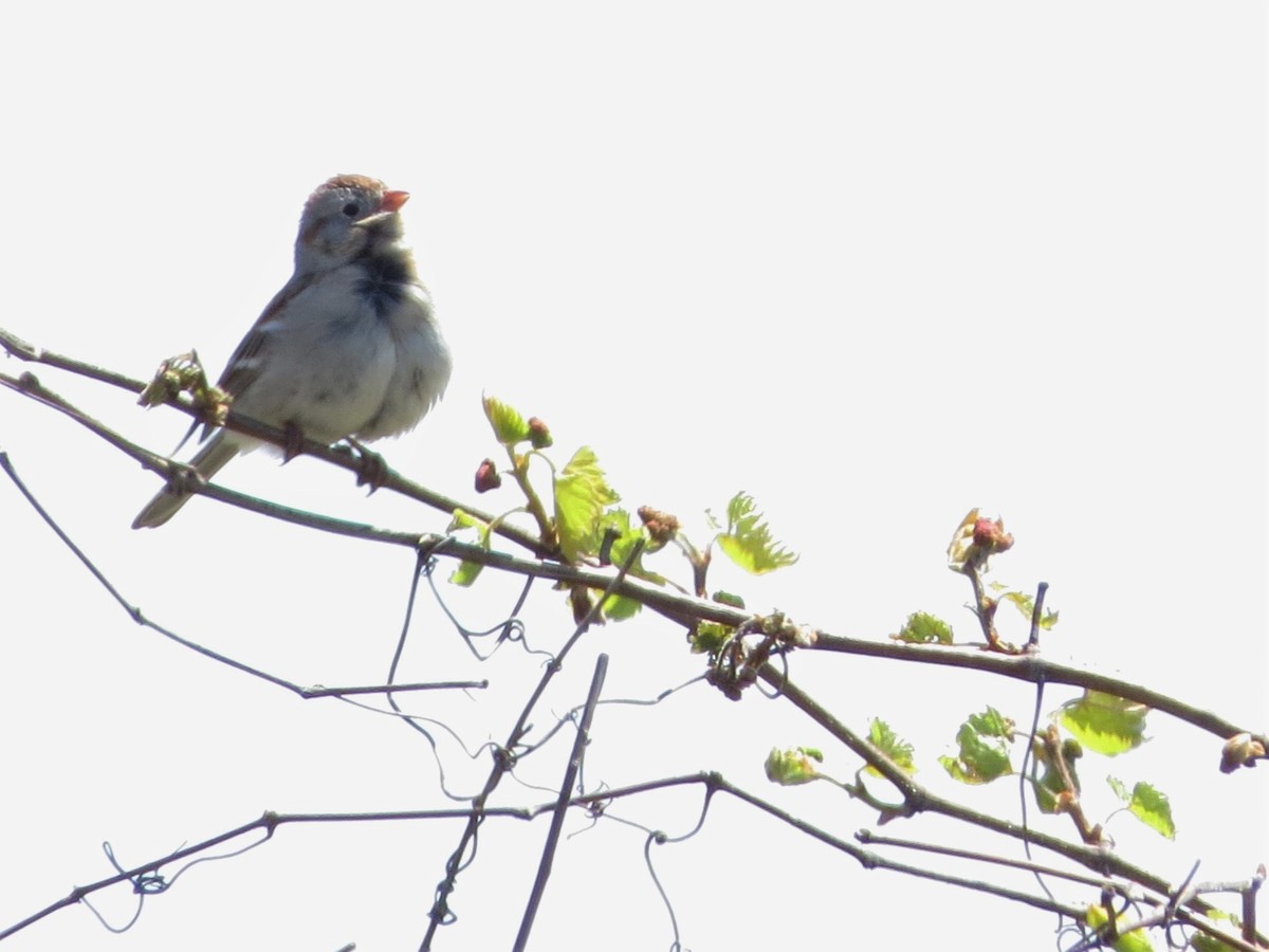 Field Sparrow - ML232951991