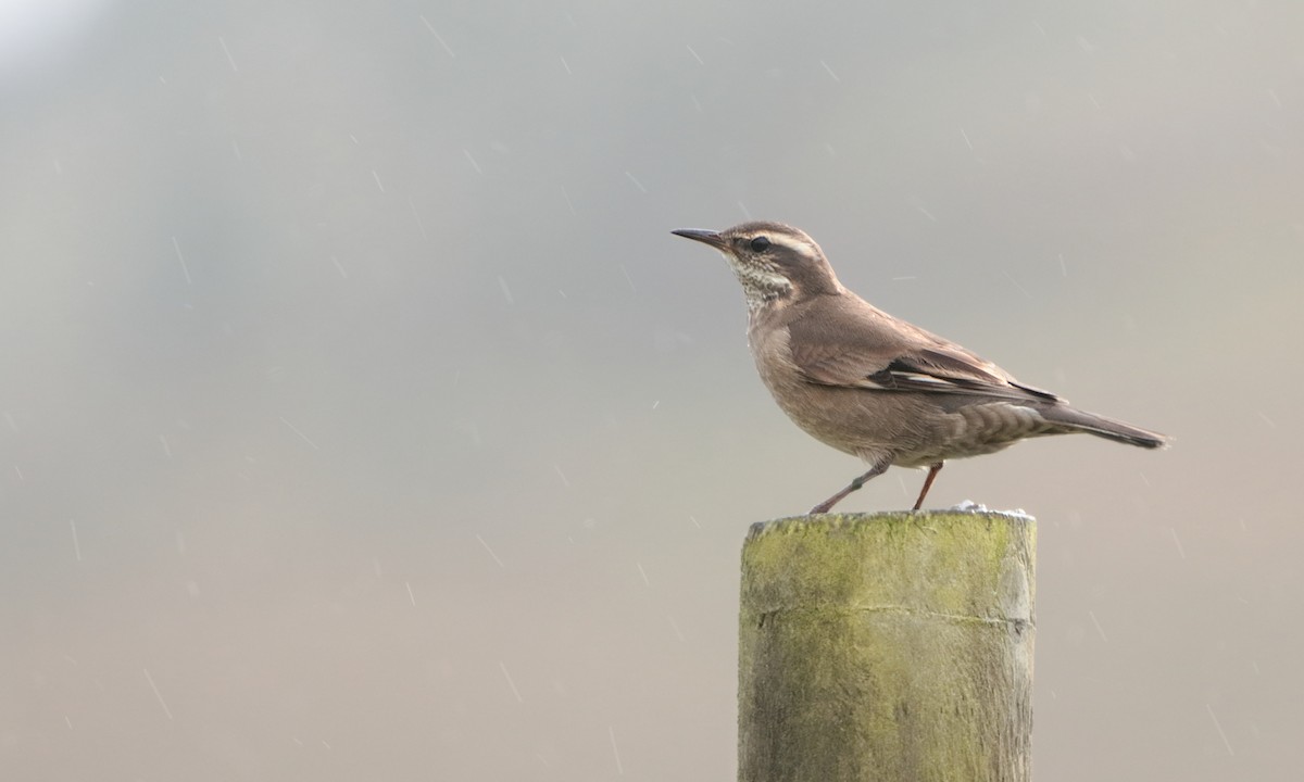 Buff-winged Cinclodes - ML232952601