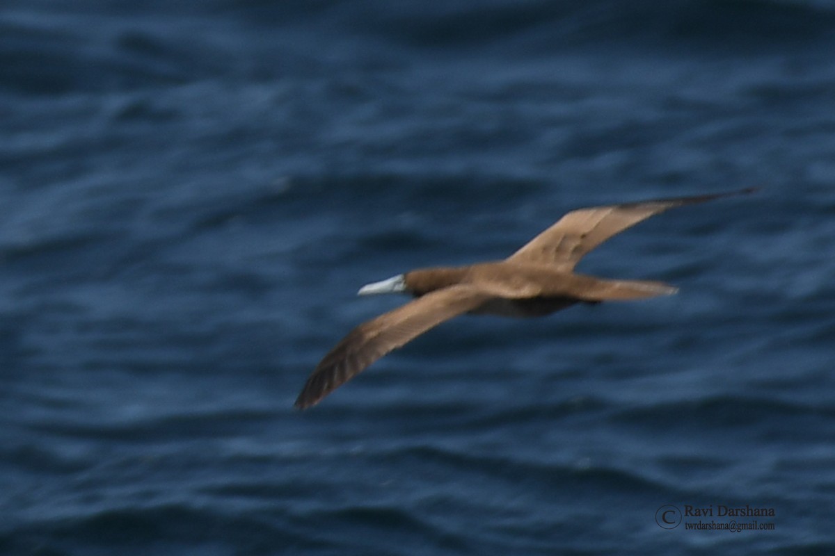 Brown Booby - ML232952711