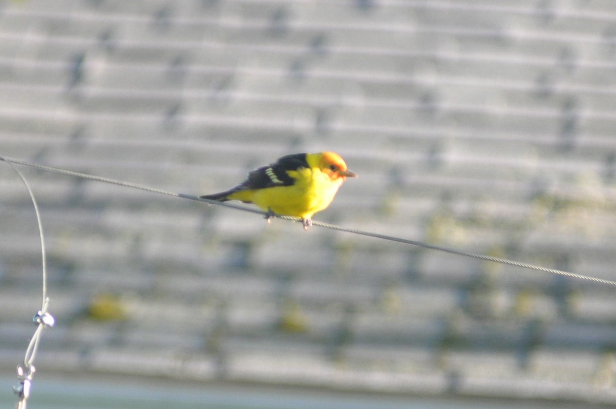 Western Tanager - ML232952781