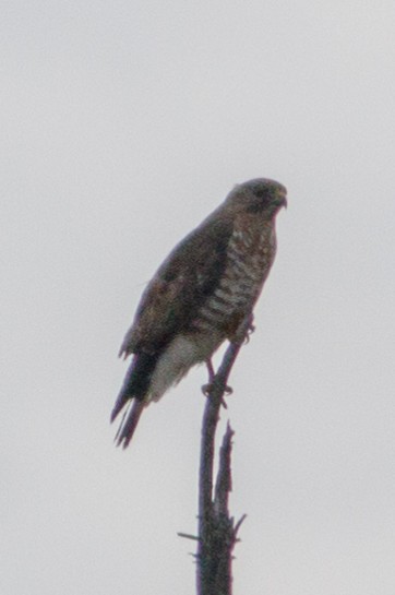 Broad-winged Hawk - ML232954571