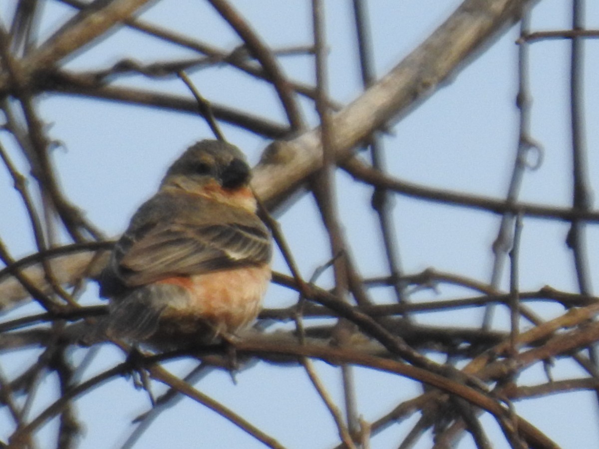 Ruddy-breasted Seedeater - Heidi Pasch de Viteri