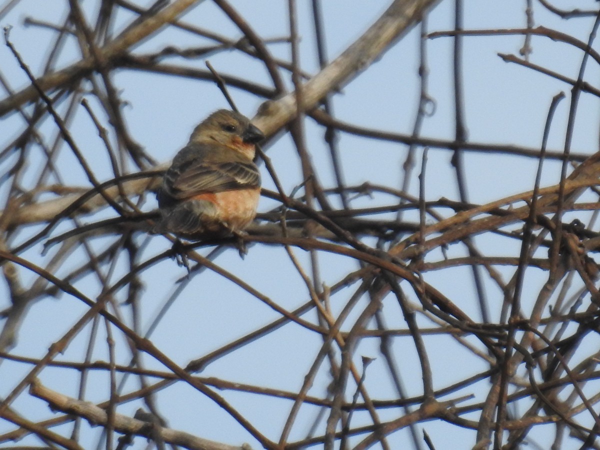 Ruddy-breasted Seedeater - ML232955661