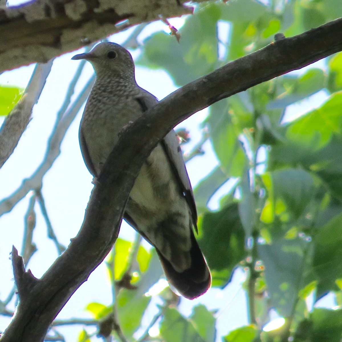 Common Ground Dove - ML232959361