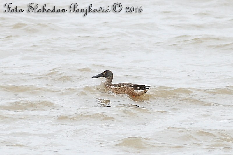 Northern Shoveler - Snežana Panjković