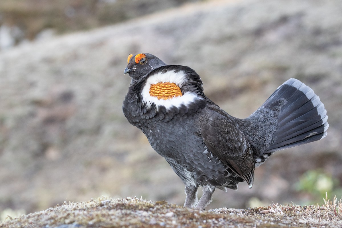 Sooty Grouse - Blair Dudeck