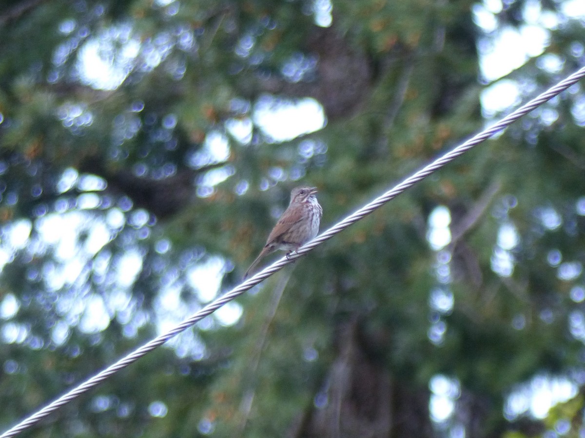 Song Sparrow - ML232965991