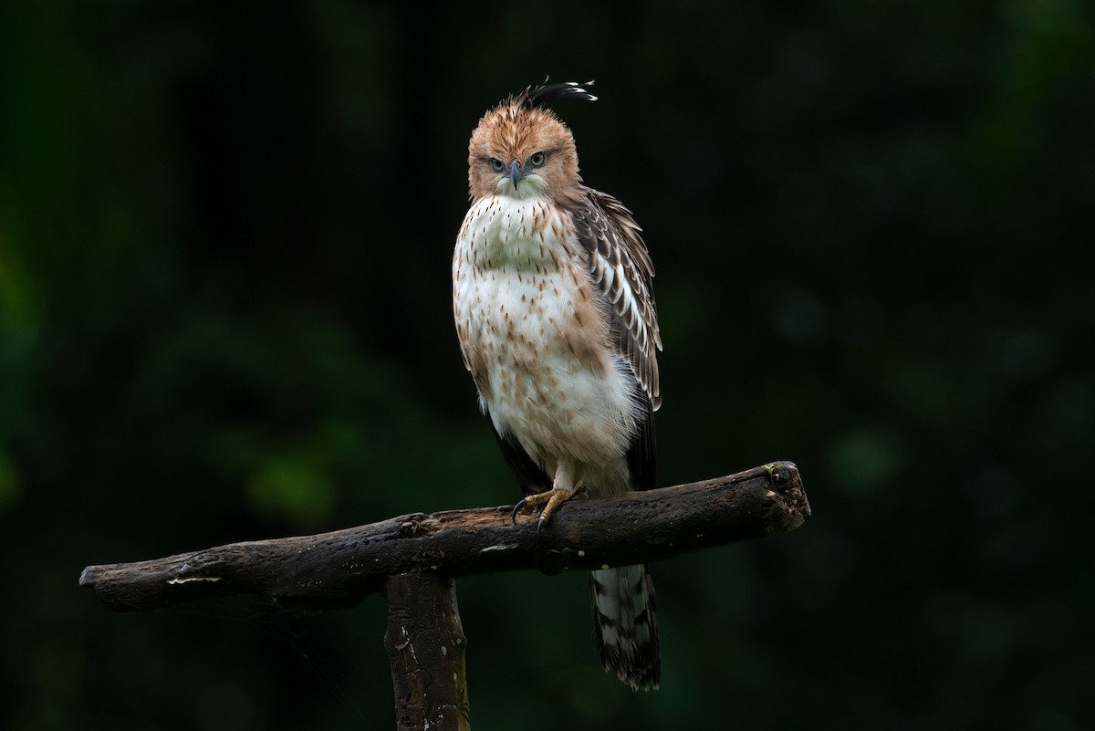 Águila Variable - ML232966591