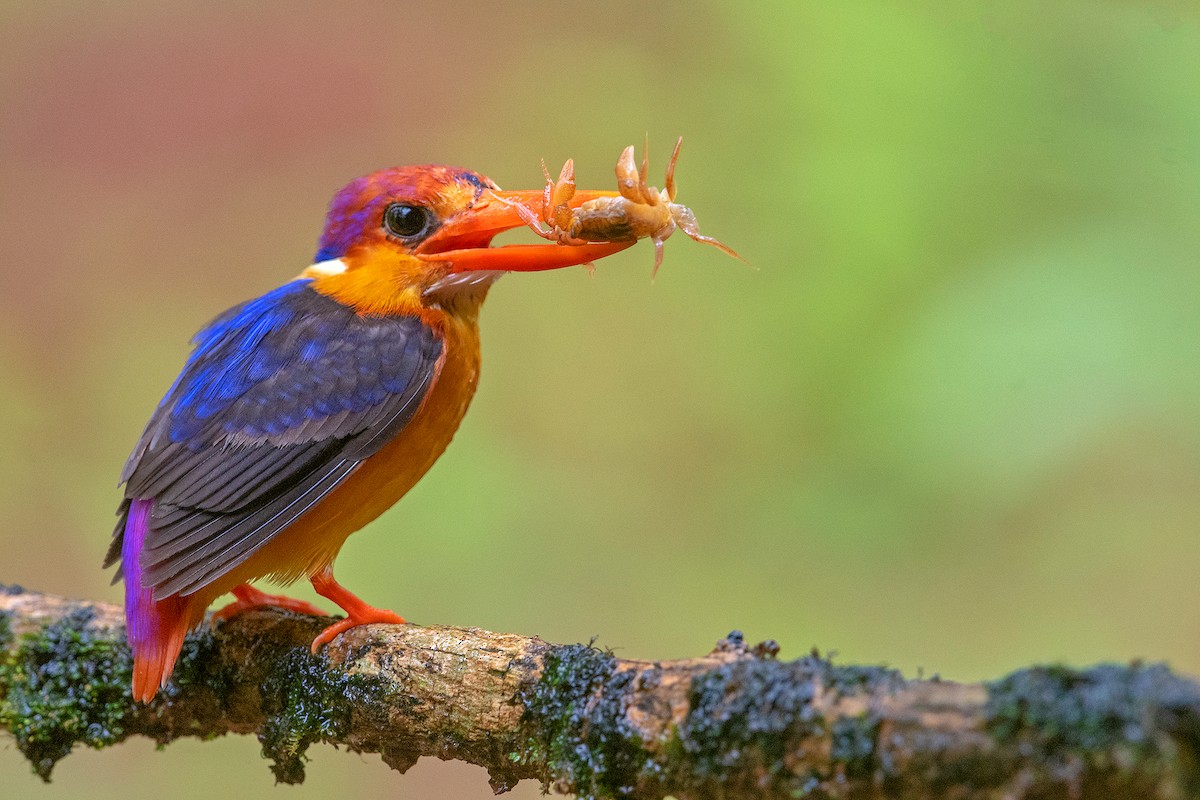 Black-backed Dwarf-Kingfisher - ML232966611