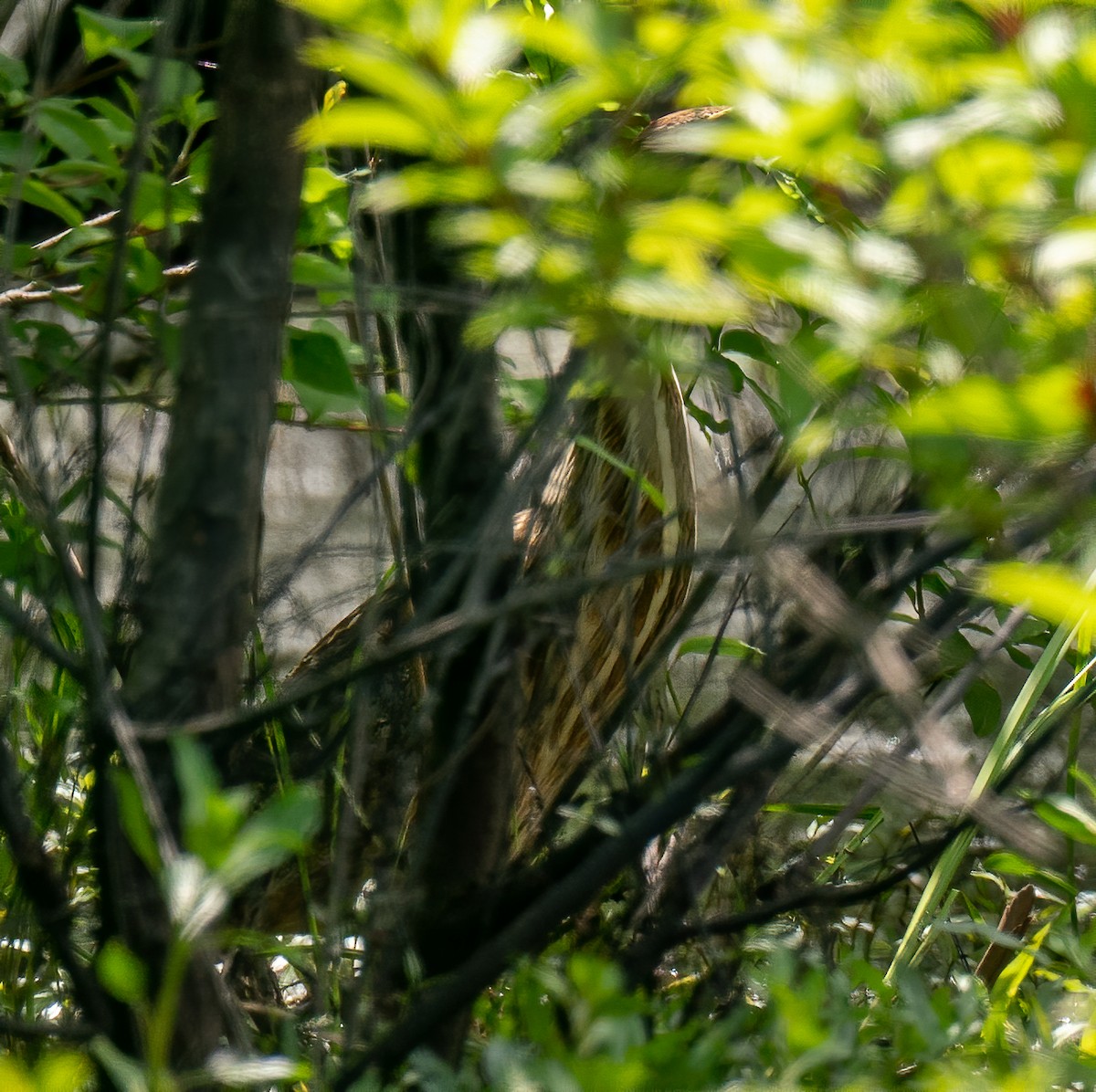 American Bittern - ML232967021