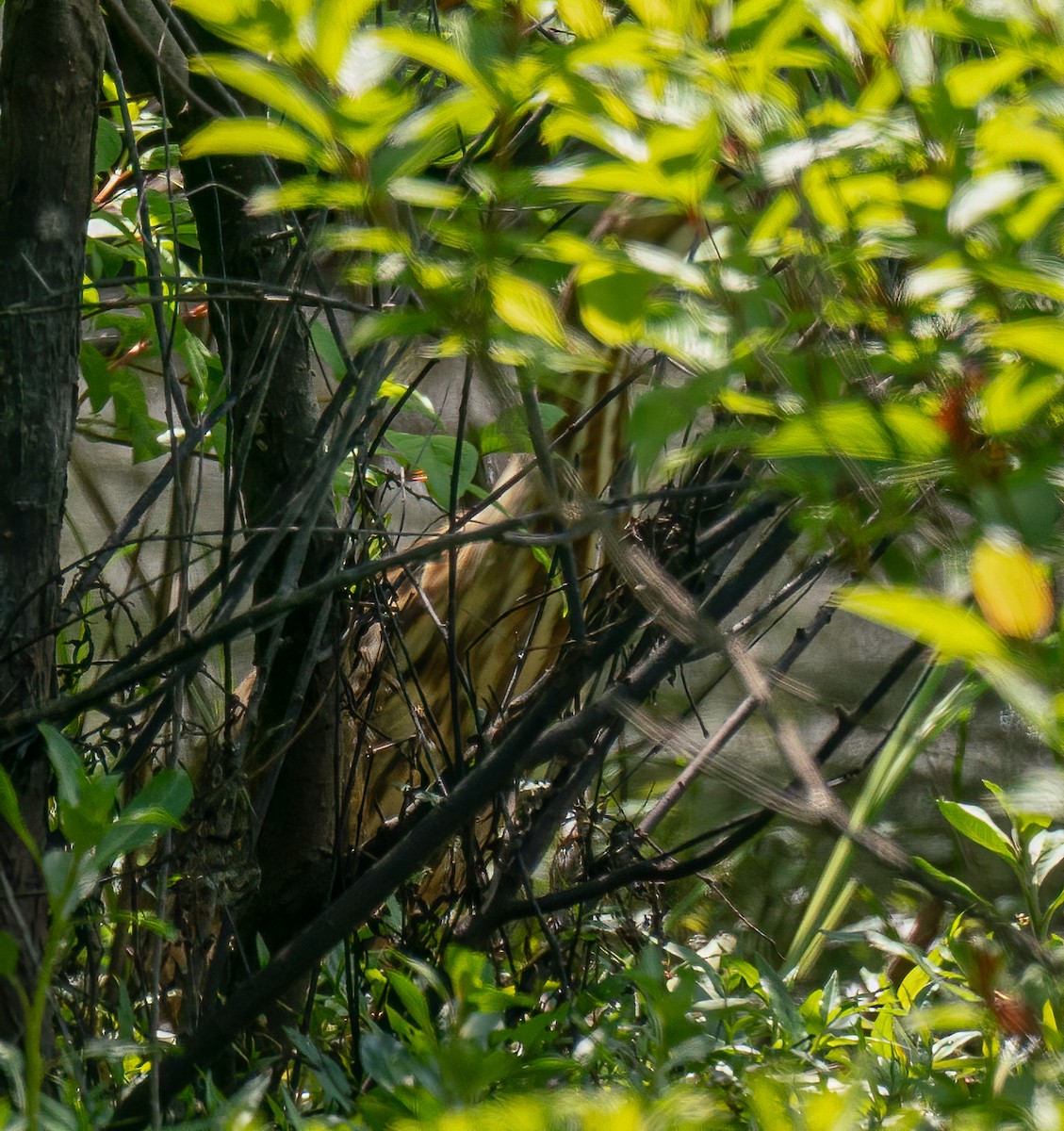 American Bittern - ML232967031