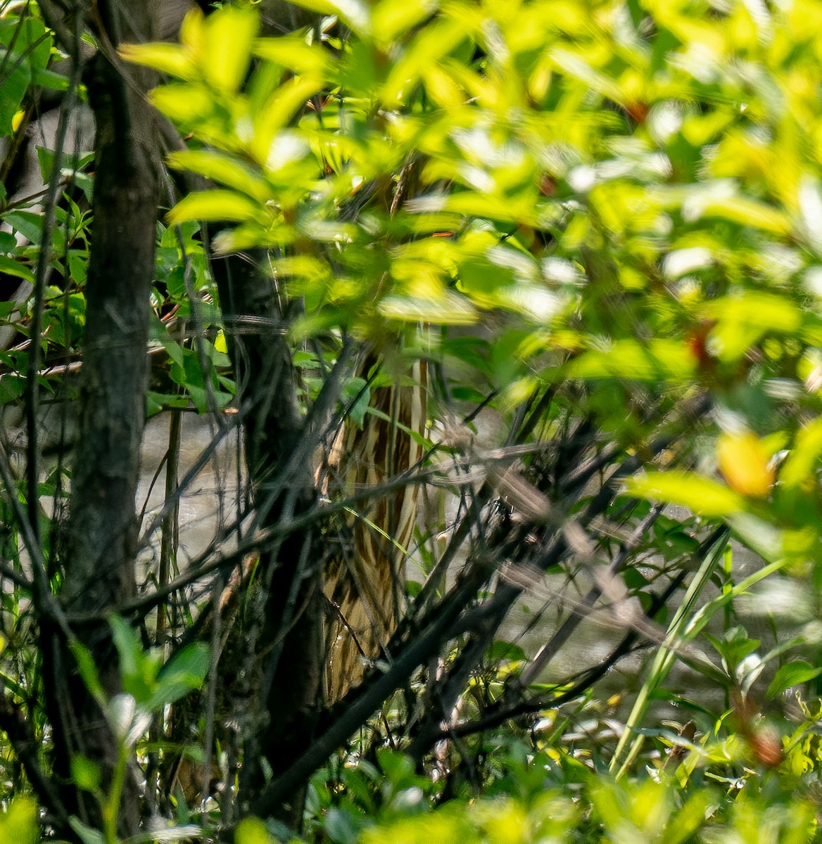 American Bittern - ML232967041