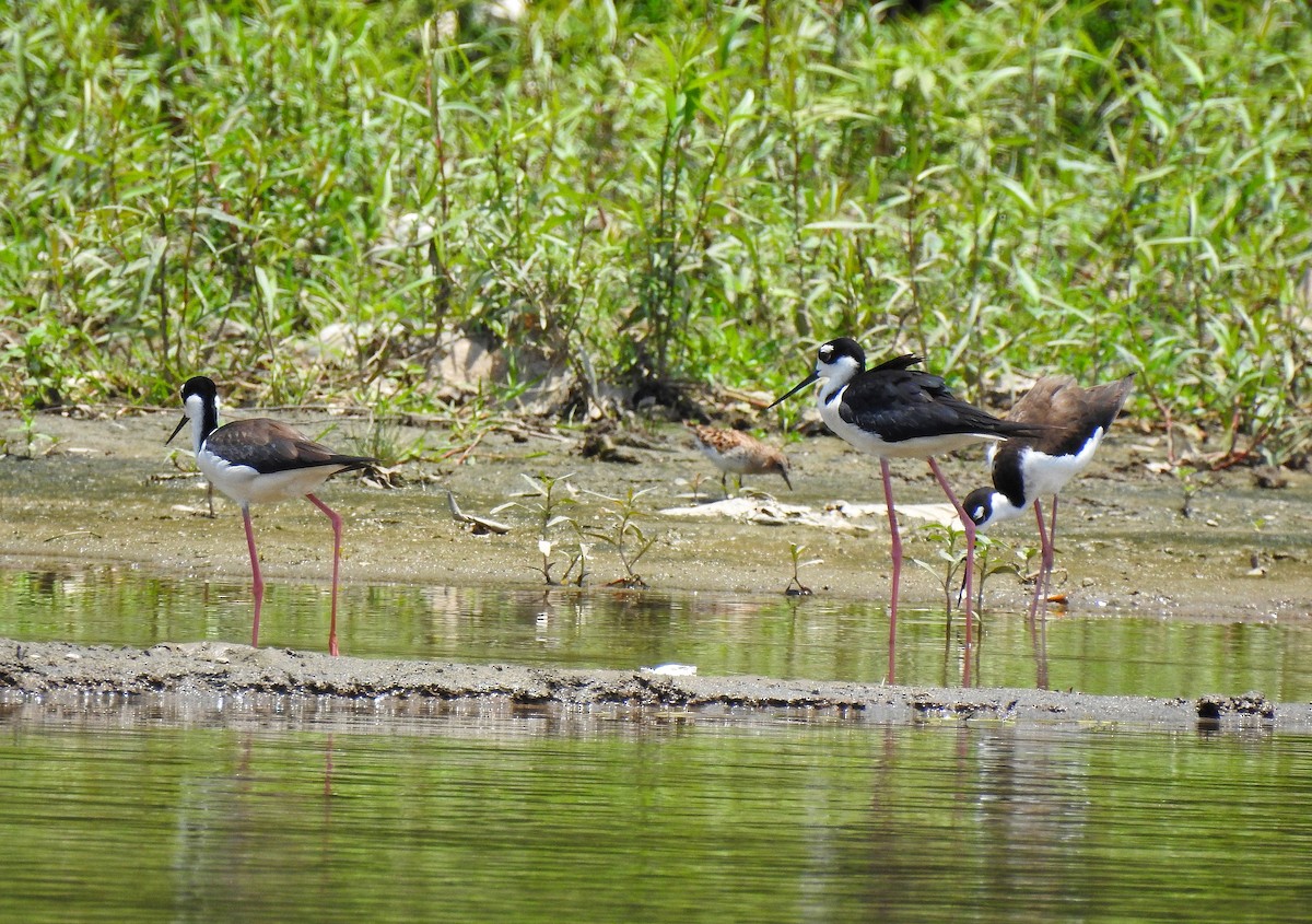 Schwarznacken-Stelzenläufer - ML232967791